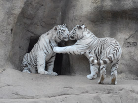 Фото Белый тигр