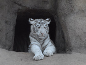 Фото Белый тигр