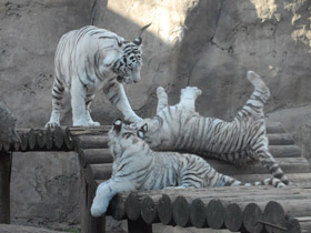 Фото Белый тигр