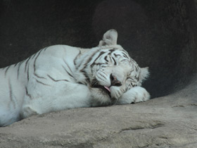 Фото Белый тигр