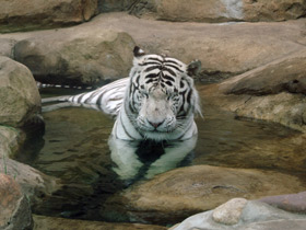 Фото Белый тигр