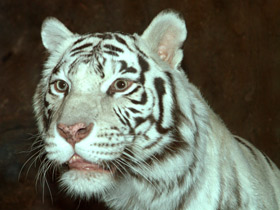 Фото Белый тигр