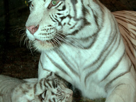 Фото Белый тигр