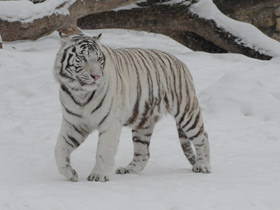 Фото Белый тигр