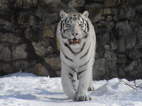 Фото Белый тигр