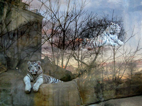 Фото Белый тигр