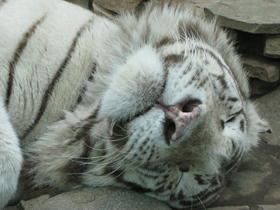 Фото Белый тигр