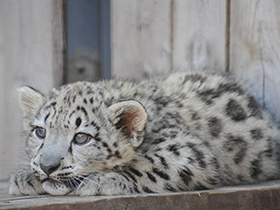 Смотреть фото Ирбис Фото Ирбис