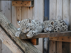 Смотреть фото Ирбис Фото Ирбис