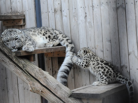 Смотреть фото Ирбис Фото Ирбис