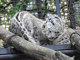 Смотреть фото Ирбис Фото Ирбис