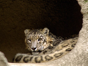 Смотреть фото Ирбис Фото Ирбис