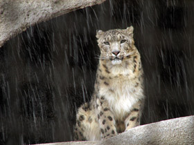 Смотреть фото Ирбис Фото Ирбис