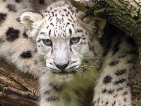 Смотреть фото Ирбис Фото Ирбис