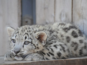 Смотреть фото Ирбис Фото Ирбис