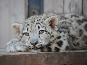 Смотреть фото Ирбис Фото Ирбис