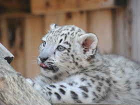 Смотреть фото Ирбис Фото Ирбис