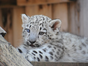 Смотреть фото Ирбис Фото Ирбис