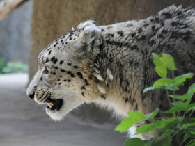 Смотреть фото Ирбис Фото Ирбис