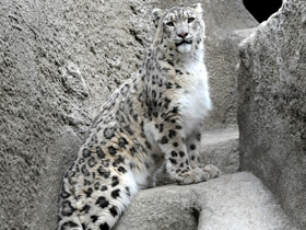 Смотреть фото Ирбис Фото Ирбис