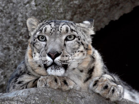 Смотреть фото Ирбис Фото Ирбис