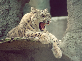 Смотреть фото Ирбис Фото Ирбис