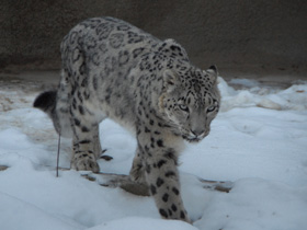 Смотреть фото Ирбис Фото Ирбис