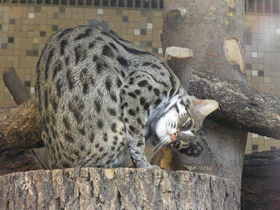 Смотреть фото Бенгальская кошка Фото Бенгальская кошка