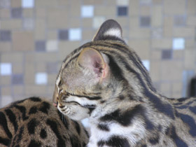 Смотреть фото Бенгальская кошка Фото Бенгальская кошка