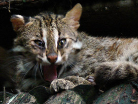 Смотреть фото Бенгальская кошка Фото Бенгальская кошка