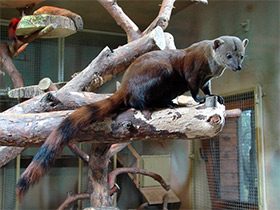 Фото Малагасийский кольцехвостый мангуст