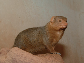 Фото Карликовый мангуст