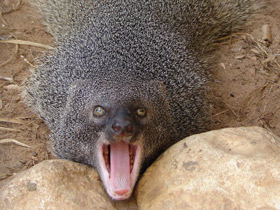 Египетский мангуст Египетский мангуст