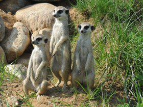 Смотреть фото Сурикаты Фото Сурикаты