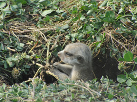 Смотреть фото Сурикаты Фото Сурикаты