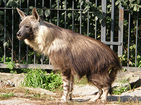 Смотреть фото Бурая гиена Фото Бурая гиена