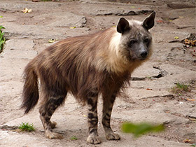 Смотреть фото Бурая гиена Фото Бурая гиена