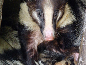 Фото Теледу