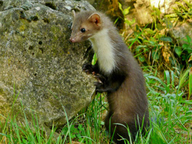 Фото Каменная куница
