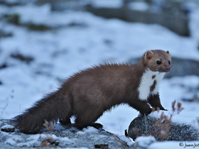 Фото Каменная куница