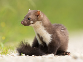 Фото Каменная куница