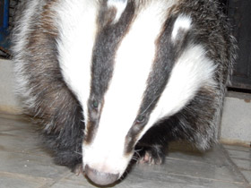 Смотреть фото Животные-саперы. Жизнь под землей Фото Животные-саперы. Жизнь под землей