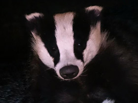 Фото Барсук