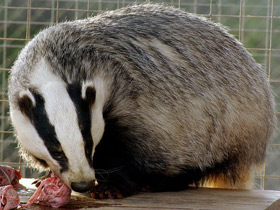 Фото Барсук
