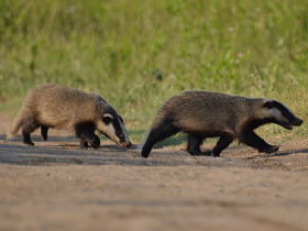Фото Барсук
