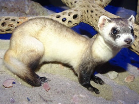 Фото Черноногий хорёк