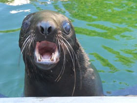 Северный морской котик