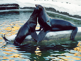 Смотреть фото Северный морской котик Фото Северный морской котик