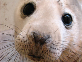 Серый тюлень Серый тюлень