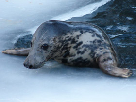 Смотреть фото На льдине. Как дышат зимой тюлени, когда над ними лед Фото На льдине. Как дышат зимой тюлени, когда над ними лед
